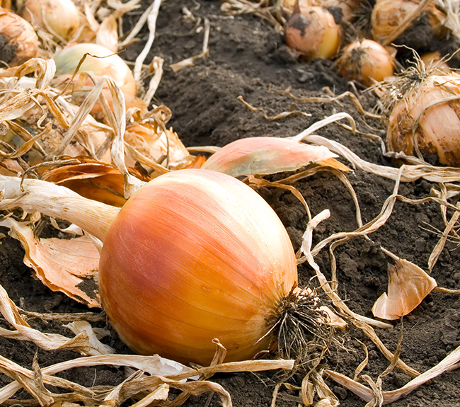 Onion Fertilizer Haifa Group